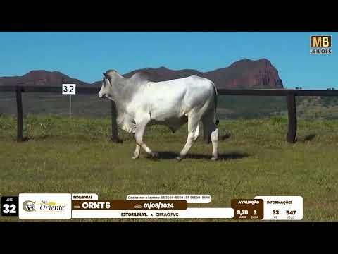 1� LEIL�O PRODU��O FAZENDA ORIENTE