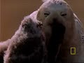 Snowy Owl