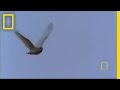 Snowy Owl