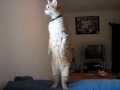 Standing
