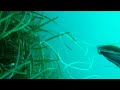 Spearfishing Pescasub Bass 2,8 chilo\ Spearfishing Pescasub Bass 2,8 chilo\