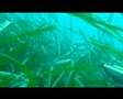 Spearfishing Pescasub Bass 2,8 chilo's