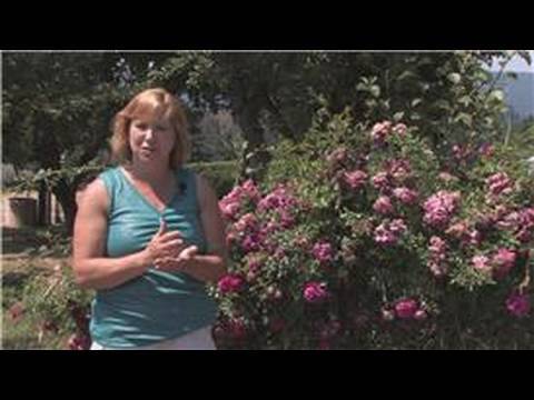 how to fertilize flower garden