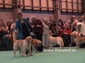 Crufts 2008 Golden Graduate Dog