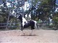 Caballo Pinto Americano