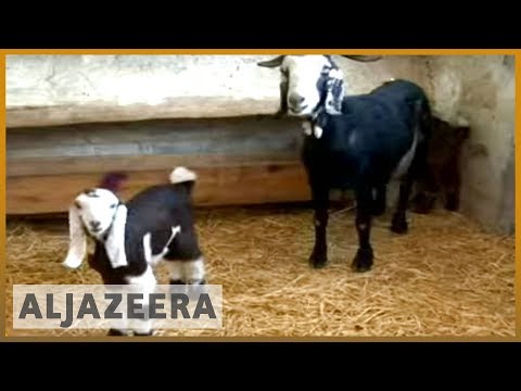 Iranian scientists clone goat