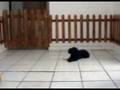 Zago Adestramento - Comandos deita e fica