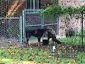 Doberman   Pinscher  and Lab Talking Smack