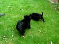 Affenpinscher pups at play