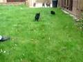 Affenpinscher