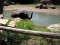 Elephone Bath at KC Zoo