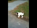 Indy's Walking Buddy