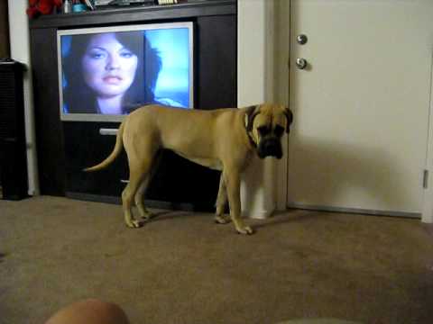 bullmastiff