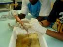 dissection By S-G