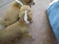 Perros locos 