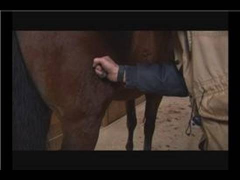 how to perform equine massage