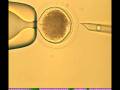 videos de AVI Cellular Reprogramming final editing.avi