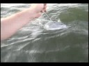 Oversized White Sturgeon on the Columbia River
