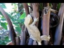 Crested Gecko Crested Gecko