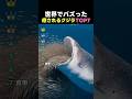 Ranking The Most Satisfying Whale Moments TOP7