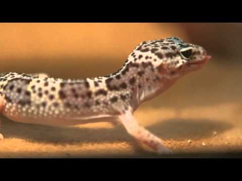 Predator Eating Large Live Crickets: Leopard Gecko On The Hunt - MVI_2149.MOV