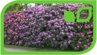 Impressionen Rhodoblüte bei Lubera in Bad Zwischenahn