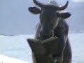 Taxi em Movimento - Cow Parade