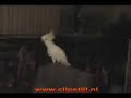 Jumpstyle Papagaai