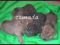 shar pei,semantal para montas