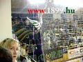 FERENCV�ROS - Viborg (www.1899.hu)