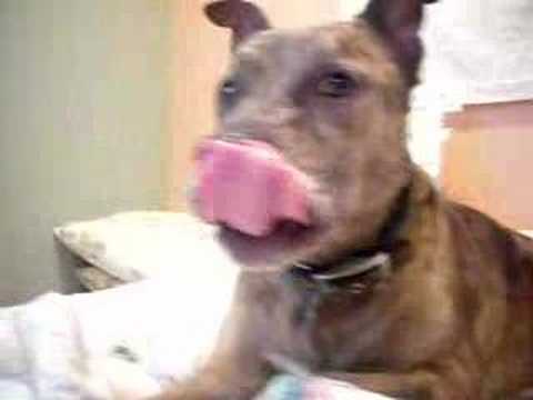 bittbull