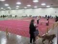 Kaley Corgi does her own thing...obedience style