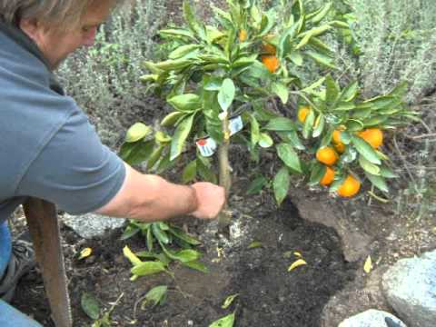 how to trim satsuma trees