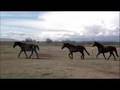 videos de Lovely Lynx Gemma Jump
