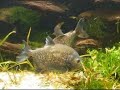 reproduction de piranhas 2 reproduction de piranhas 2