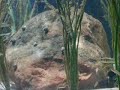 Aalmutter,Aquarium,fishing