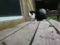 Crazy Bunny