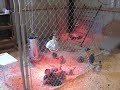 Chicken coop tour
