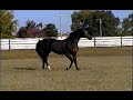 PREMIUM STALLION GUY LAROCHE
