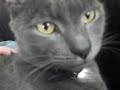 Cat Licks his Lips Cat Licks his Lips