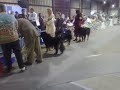 Tibetan Mastiffs @ Baltimore -- Best of Breed Winner