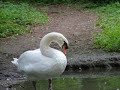 Maksimir