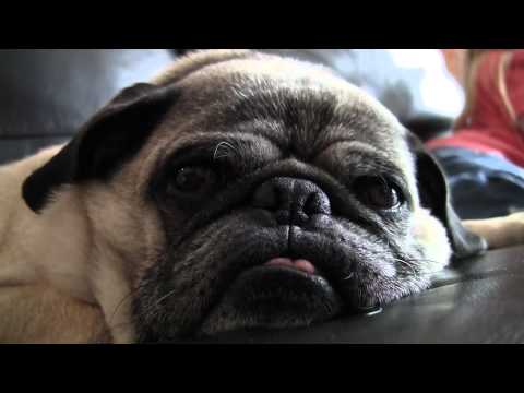 pug