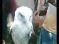 Eagles for pets
