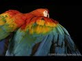 Macaws Macaws