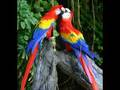 Macaws