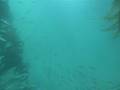 videos de Truth Trip 7 school of fish 1