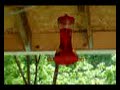 humming birds in WV