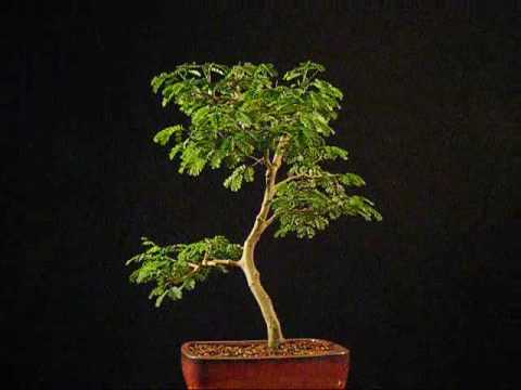 brazilian raintree - Brazilian Raintree Bonsai (pithecelobium tortum)