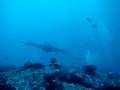 videos de Malediven-manta 28-11-2008.wmv